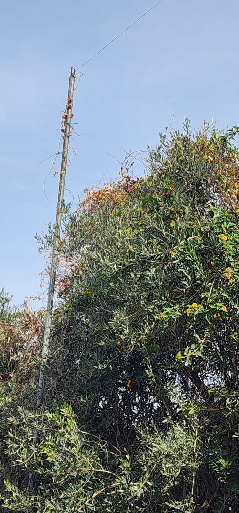 עירובין